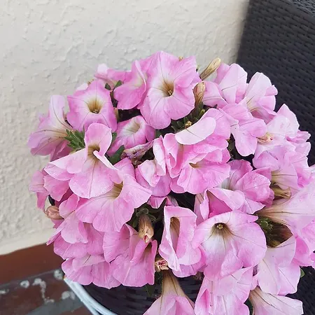 Couette-café Ethnohotel Rosa Dei Venti Imperia