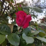 Ethnohotel Rosa Dei Venti * 임페리아