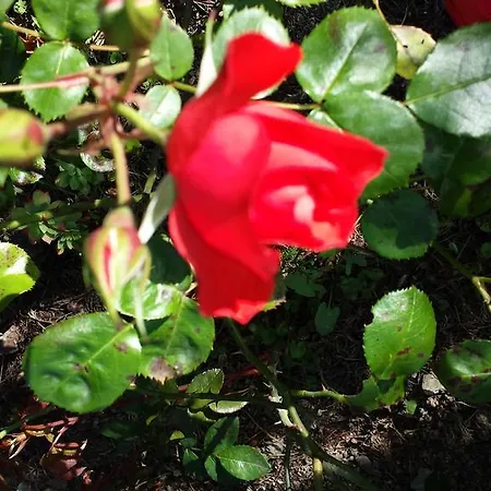 Ethnohotel Rosa Dei Venti *