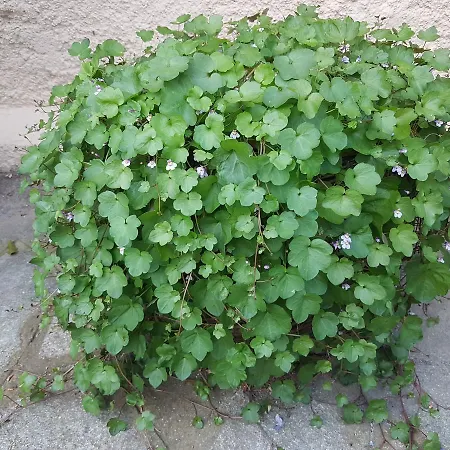 Ethnohotel Rosa Dei Venti * Imperia