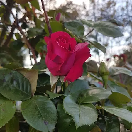 Ethnohotel Rosa Dei Venti * 임페리아