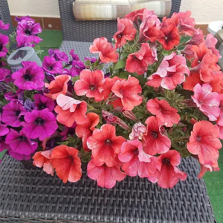 ベッド・アンド・ブレックファスト Ethnohotel Rosa Dei Venti