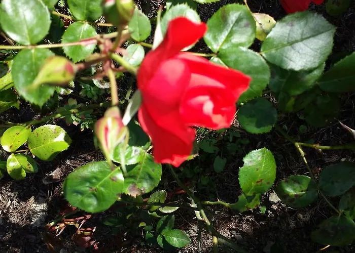 Ethnohotel Rosa Dei Venti *