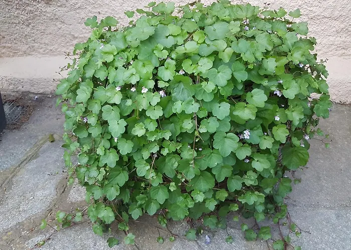 Ethnohotel Rosa Dei Venti * Imperia