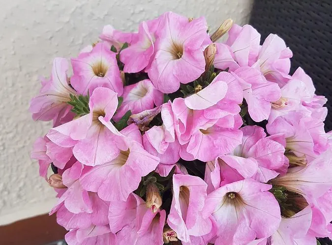 Bed & Breakfast Ethnohotel Rosa Dei Venti Imperia