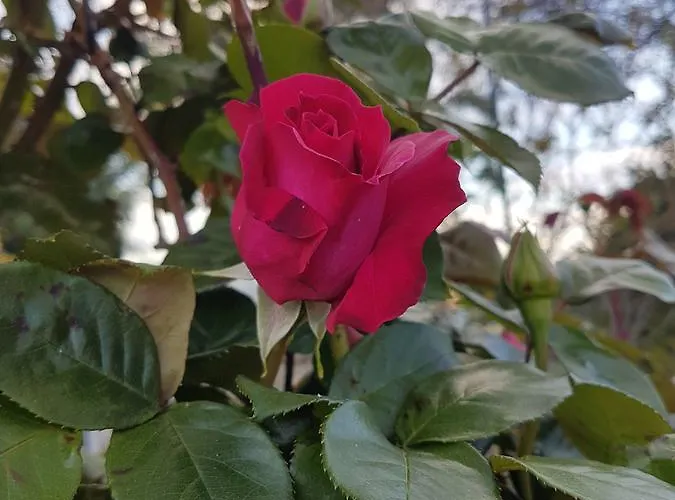 Ethnohotel Rosa Dei Venti * Imperia