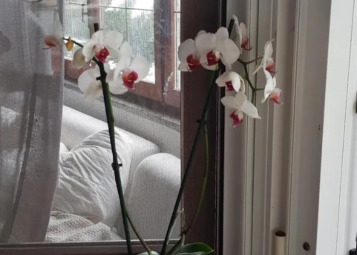 Ethnohotel Rosa Dei Venti * Imperia